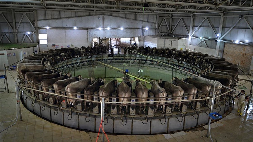 Dakikada 5 ineğin el değmeden sağıldığı TİGEM Gözlüde günlük 35 ton süt üretiliyor