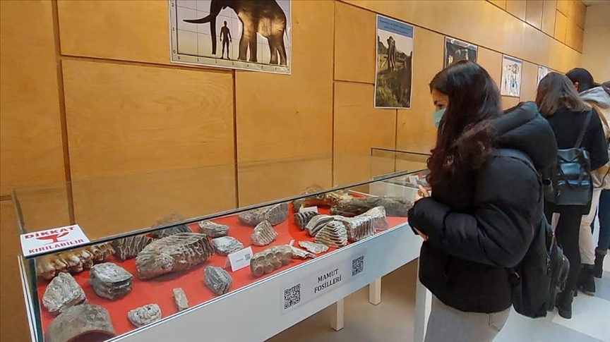 Remains of 28,000-year-old wooly mammoth on display in Turkey
