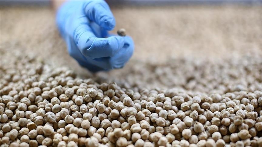 Экспорт зернобобовых и масличных культур из Турции превысил $8 млрд