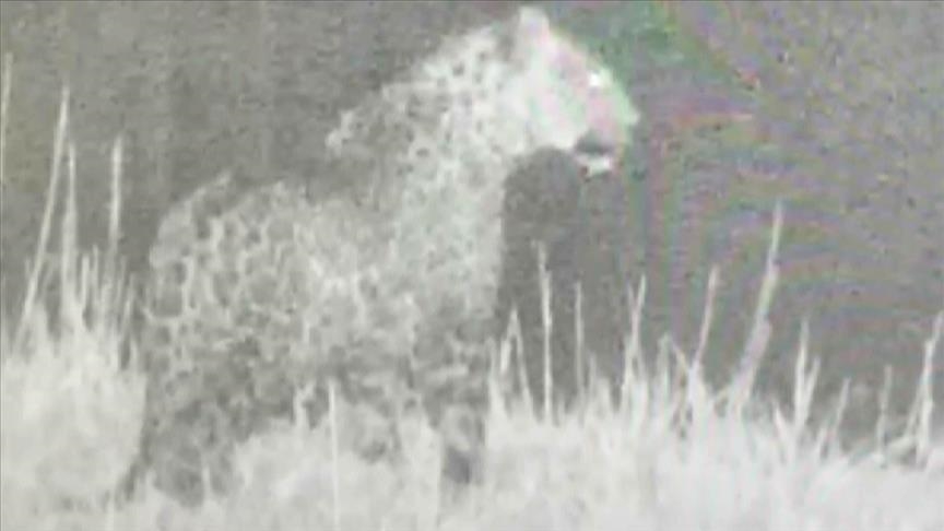 Leoparê ku nesla wê di bin xetereya tunebûnê da ye li Rojhilatê Anadoluyê hat dîtin