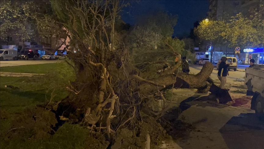 İzmir'de şiddetli rüzgar nedeniyle çok sayıda ağaç devrildi