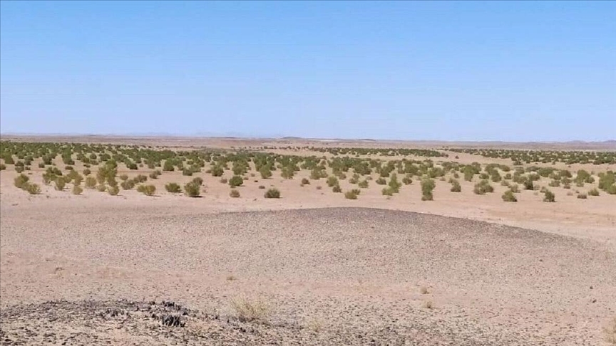 فعال محیط زیست: تا 50 سال آینده تمامی جنگلهای ایران از بین خواهد رفت
