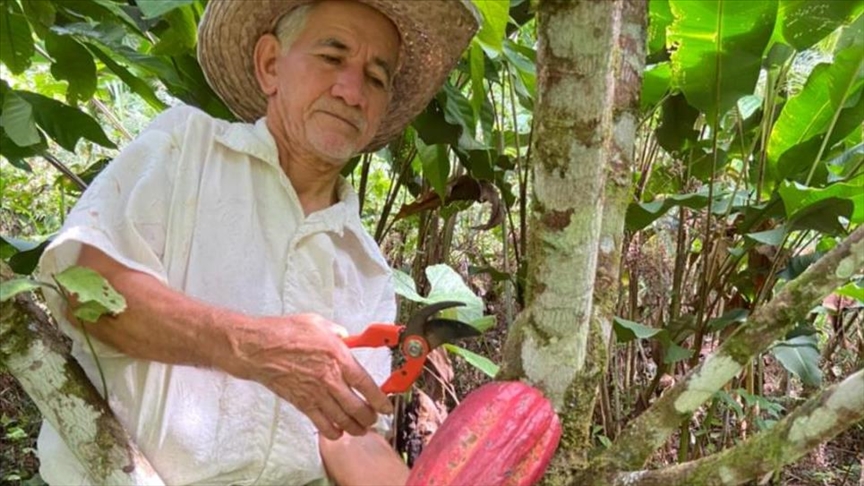 La iniciativa que busca mejorar los cultivos de cacao de 3.000 familias víctimas del conflicto en Colombia
