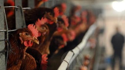 Poultry farms in southwest France gripped by bird flu
