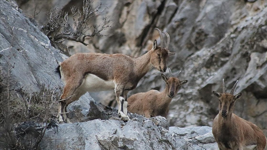Toros Dağları dağ keçileri