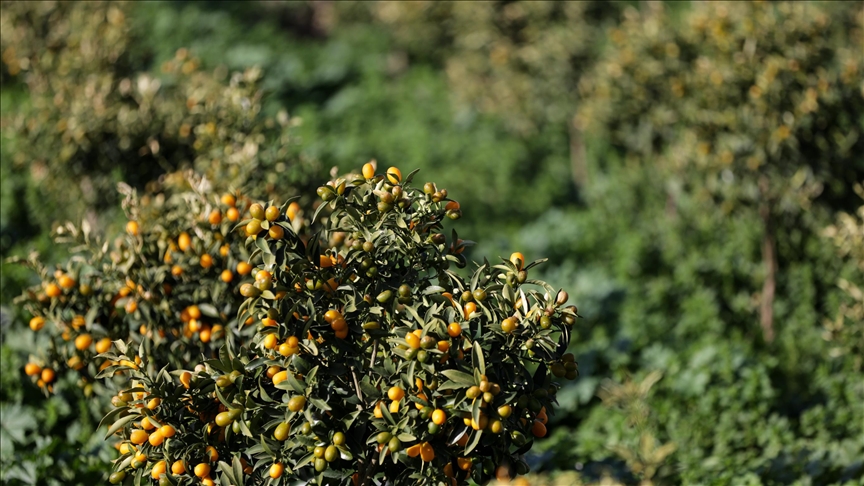 İzmirde deneme amaçlı yetiştirilen altın portakalda ilk hasat yapıldı