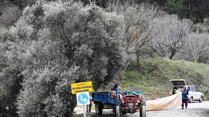 Olive cultivation in ‘City of Gladiators’ dates back centuries