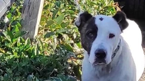Trabzon'da okul önünde dolaşan pitbull cinsi köpek hayvan barınağına götürüldü