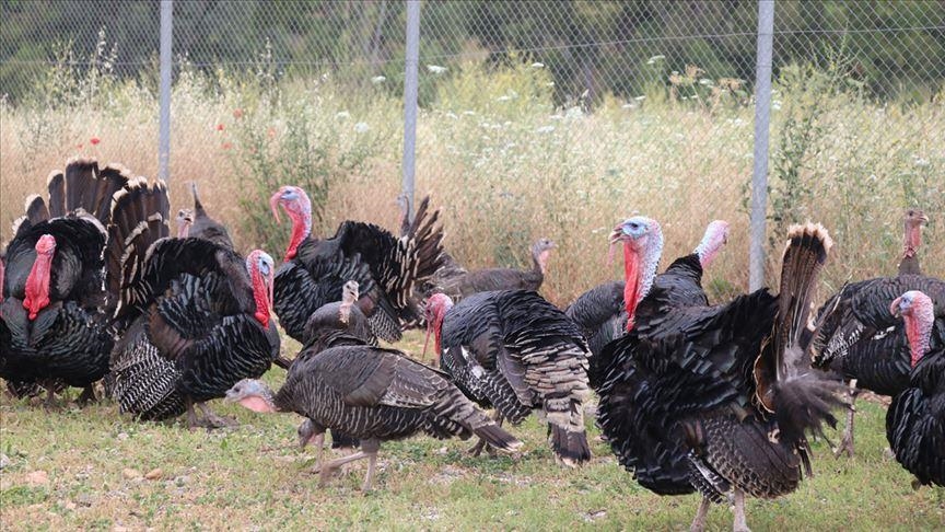 Denmark begins culling thousands of turkeys after new bird flu outbreak
