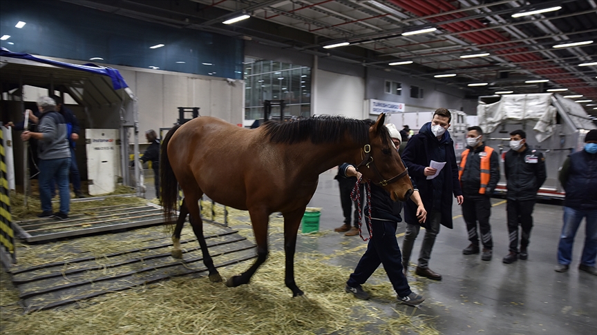Turkish Cargo, 63 atı ABD'den Türkiye'ye güvenle taşıdı
