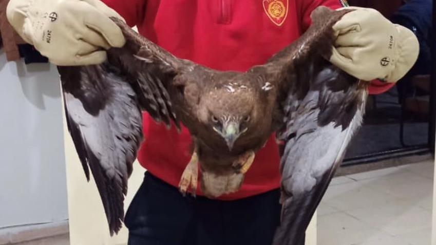 На юго-востоке Турции лечат раненого орла