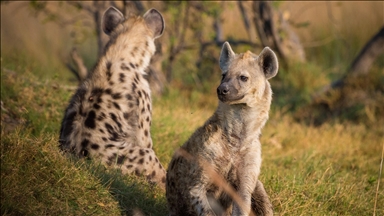 Hungry hyenas terrorize villagers in Tanzania