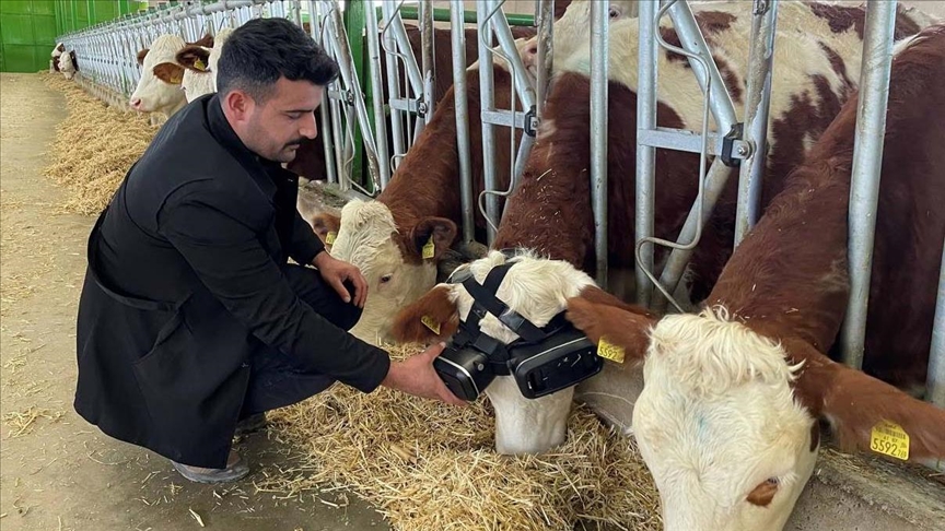 İneklere sanal gerçeklikle yeşil çayırları izleterek süt üretimini artırmayı hedefliyor 