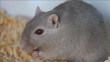 Giant rats help scientists in Tanzania trying to snuff out tuberculosis