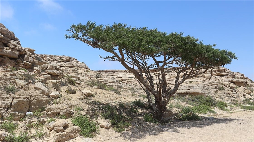 Ummanda yetişen kündür ağacı antik çağlardan günümüze önemini koruyor