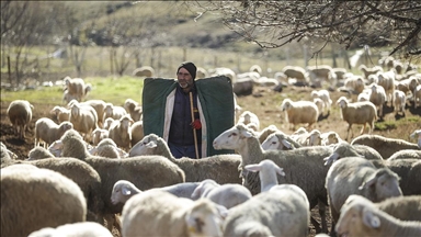 Besiciler yavrulayacak koyunlar için 7/24 nöbet tutuyor