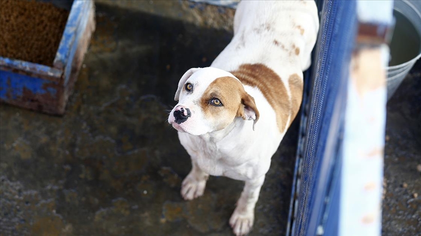 Kayseri'de tehlikeli tür köpekler sokak yerine sıcak yuvalarında yaşıyor