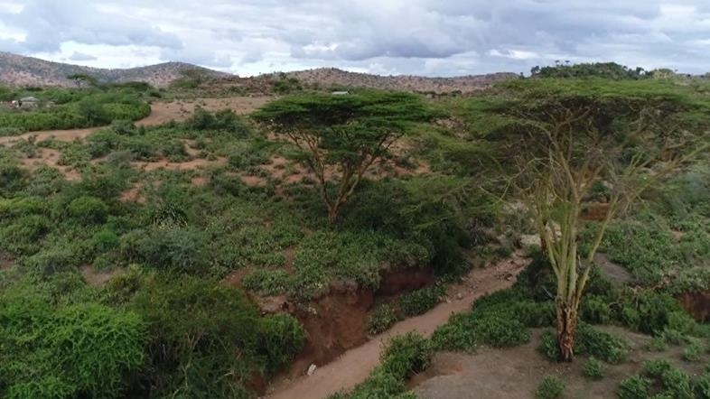 Kenyans find unique way to fight invasive cactus plant