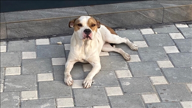 Adana'da polis, geçen yıl sokağa terk edilen 'yasaklı ırk' 70 köpeği barınağa yerleştirdi