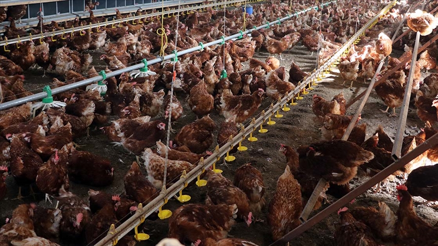 Tavuk eti üretimi yıllık bazda yüzde 16,1 arttı