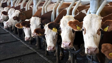 Toplanan inek sütü miktarı Kasım 2021'de yıllık bazda yüzde 3,6 arttı