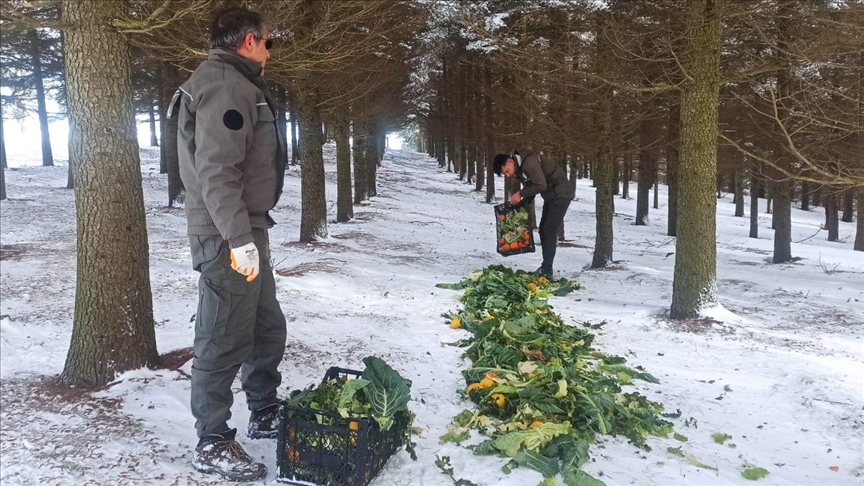На северо-запад Турции доставлен корм для диких животных