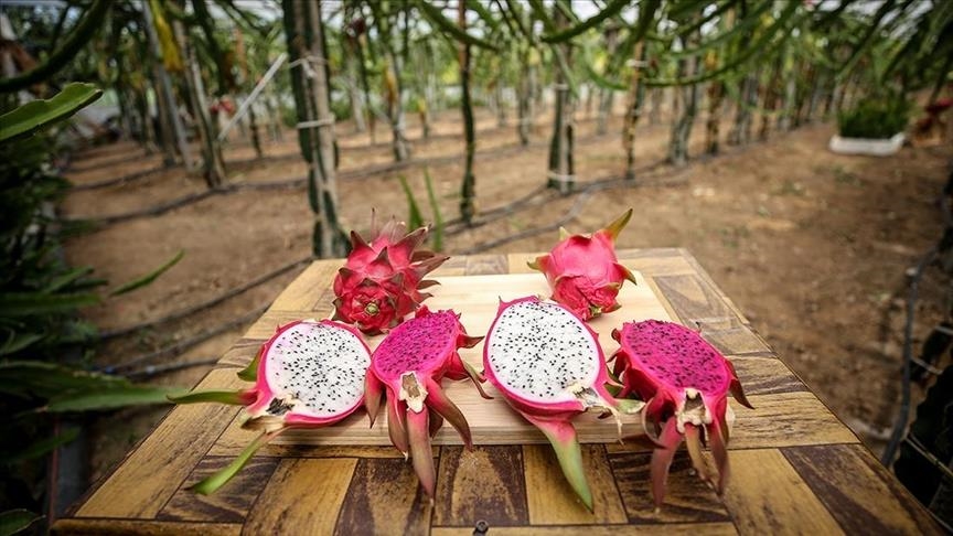 Turquie : plus de 14 millions de dollars de fruits tropicaux exportés en 2021
