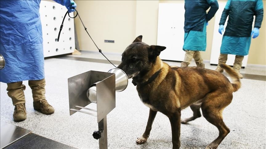 Турција: Кучињата К9 до последната фаза во дијагностицирањето на лицата со Ковид-19