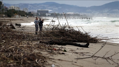 Alanya'da sağanakla derelerden denize taşınan odun ve kütükler kıyıya vurdu