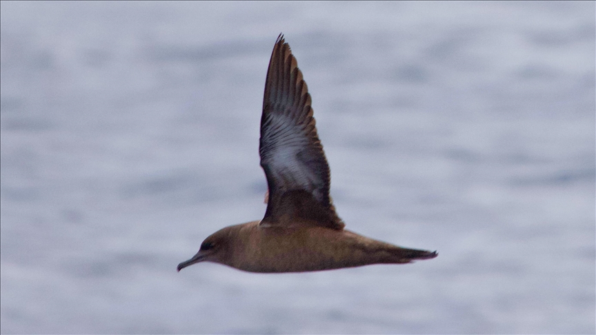 Rare sooty shearwater spotted in southern Turkiye