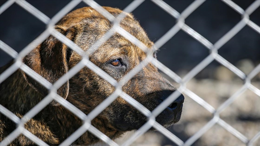 Diyarbakır'da tehlikeli ırktan 22 köpek koruma altına alındı