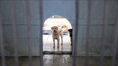 İstanbul'da 6 ayda 9 bin 222 köpek kayıt altına alındı