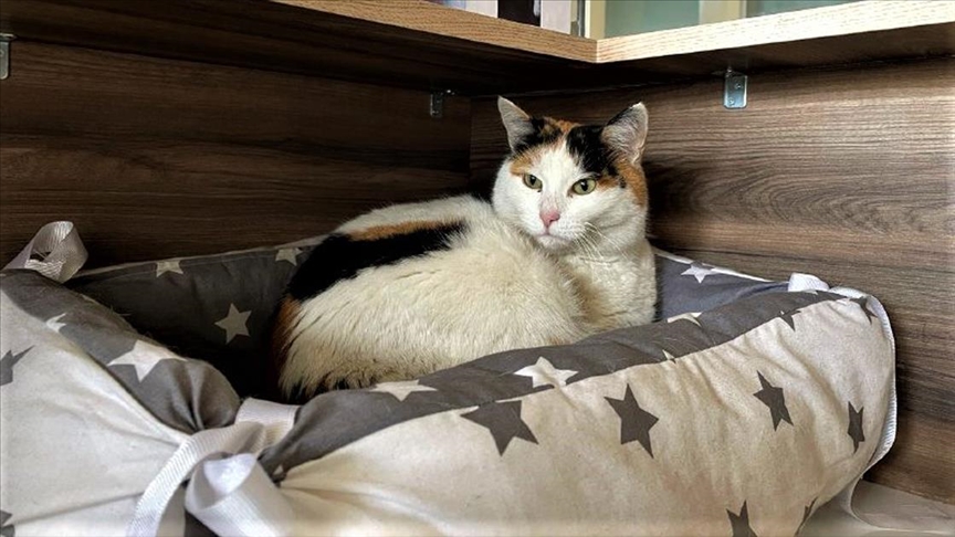 Sinop Hükümet Konağının sevimli misafiri kedi Pakize