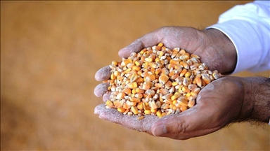 Турция наращивает экспорт зернобобовых и масличных культур
