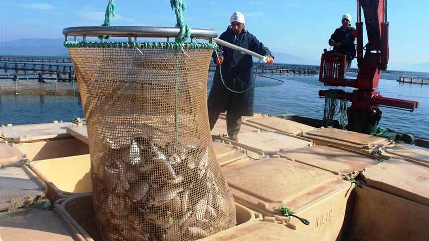 Muğla'nın su ürünleri ihracatı geçen yıl 500 milyon doları aştı