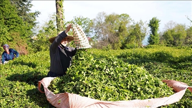 Rize çay ihracatından 2021 yılında yaklaşık 9,8 milyon dolar kazandı