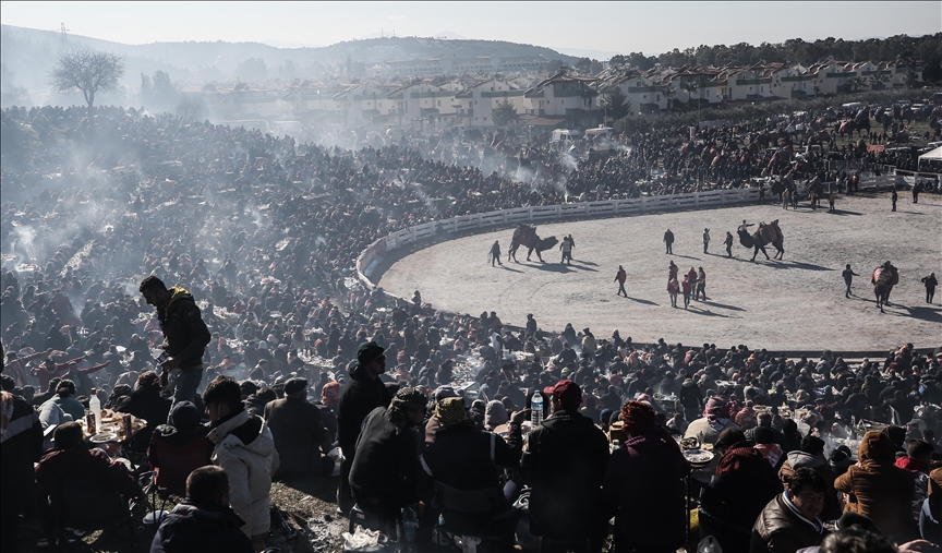 Türkiye: Održan Festival hrvanja kamila