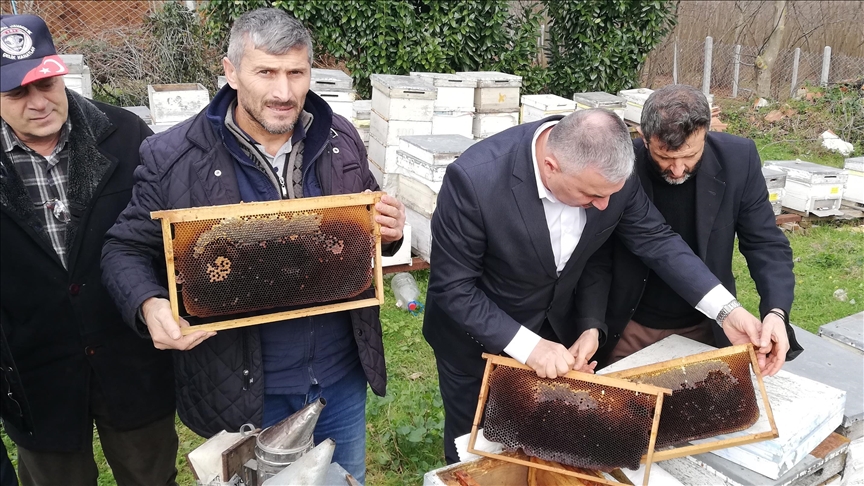 Sakarya'da yüzlerce arı nosema hastalığı nedeniyle telef oldu