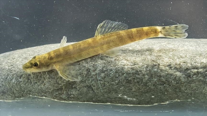Lanzan campaña de conservación en Turquía de especie de pez que no había sido vista en más de 50 años