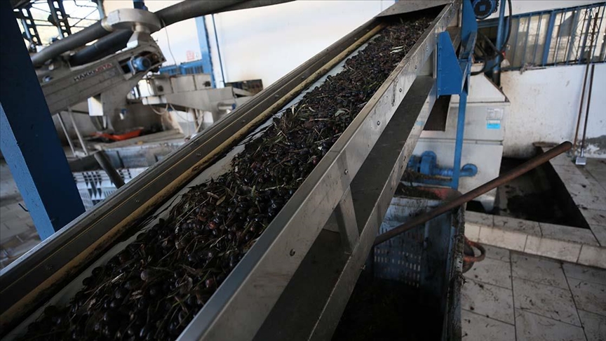 Çanakkale'de zeytin çekirdekleri kalorifer yakıtı olarak kullanılıyor