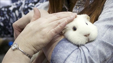 Hong Kong sacrificará a unos 2.000 mamíferos pequeños de una tienda de mascotas por contagio de COVID-19  