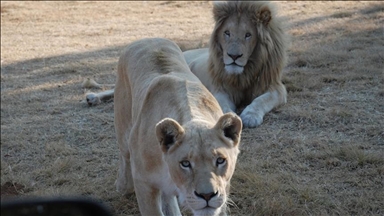 3 lions, 2 pumas contract COVID-19 in South African zoo