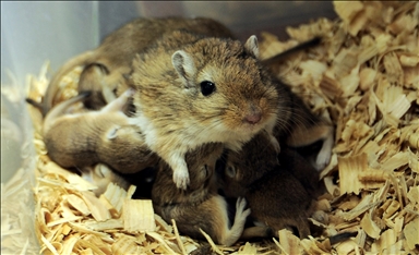 Experts back mass culling of hamsters in Hong Kong amid COVID-19 fears