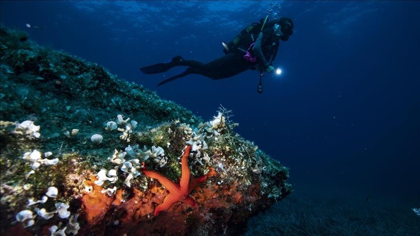 Giant coral reef discovered off Tahiti