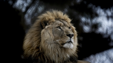 Koronavirusom zaražena tri lava i dvije pume u zoološkom vrtu u Johannesburgu