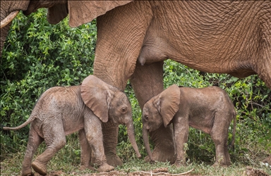 Rare elephant twins born in northern Kenya