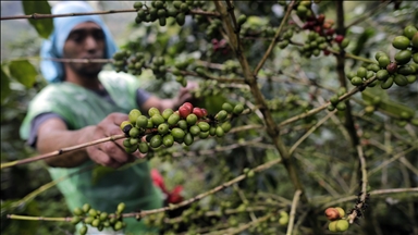 Farmers in Uganda keep bees to boost coffee production