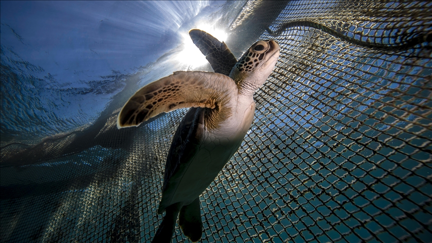Dangerous journey of world's oldest ‘navigators' sea turtles 