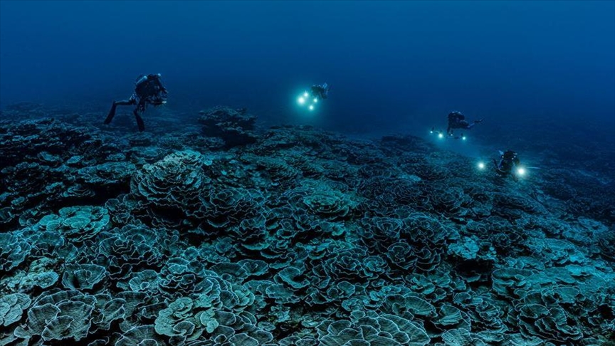 У берегов Таити обнаружен крупнейший коралловый риф