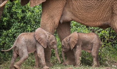 Редок случај на раѓање на слончиња близнаци забележан во Кенија